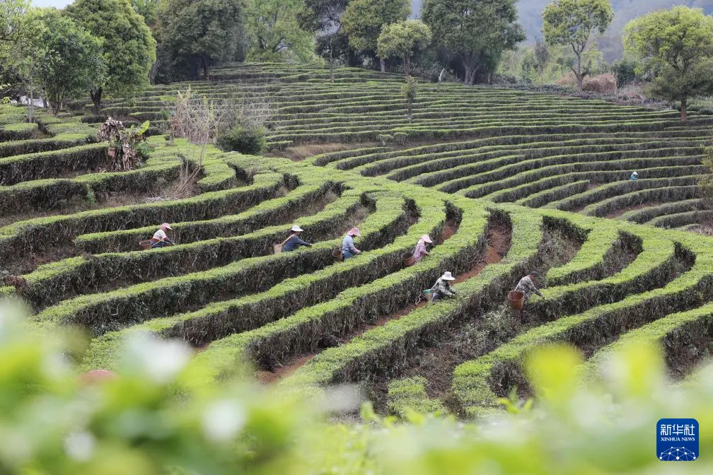 2026年春茶季茶山实况 - 黑料网